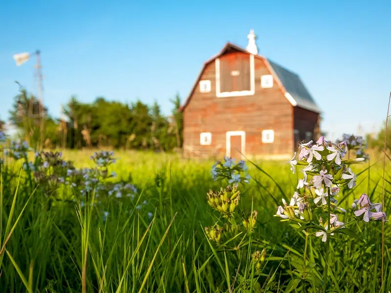 Summer flowers in front of a barn in Kansas